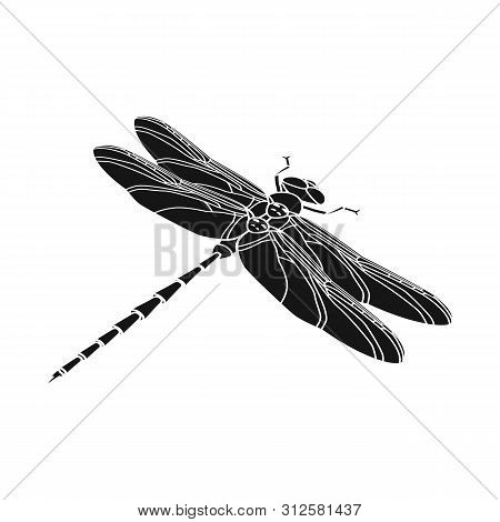 Isolated Object Of Dragonfly And Colorful Logo. Set Of Dragonfly And Beauty Stock Symbol For Web.