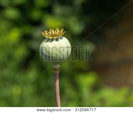 Green Unripe Poppy Head On The Field. Imature Poppy Plant Close-up.
