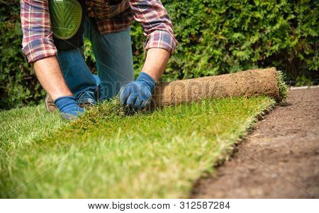 Man laying grass turf rolls for new garden lawn