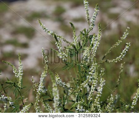 Melilotus Albus, Also Known As Honey Clover, Bokhara Clover (australia), Sweet Clover, Or White Meli
