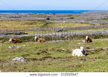 Cows In Farm Field With Stone Wall And Ocean In Inishmore, Aran Islands, Ireland