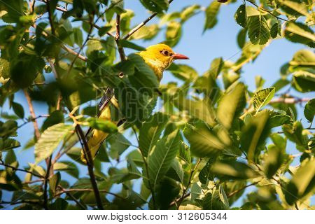 Young Eurasian Golden Oriole Or Oriolus Oriolus On Tree Branch