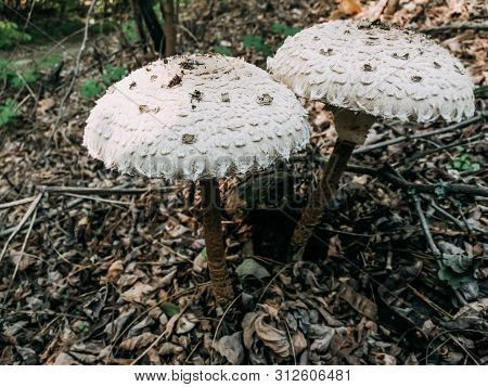 Two Poisonous Mushrooms Close-up. White Mushroom Hats