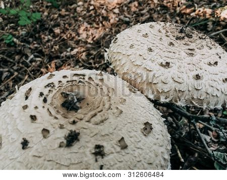 Two Poisonous Mushrooms Close-up. White Mushroom Hats