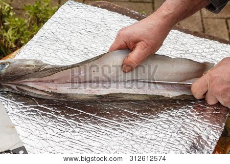 Fisherman Cutting Fillet On A Pollack With A Knife