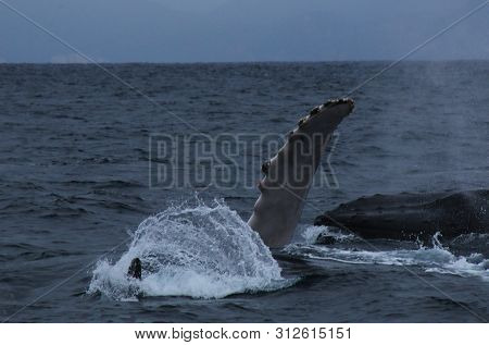 A Humback Whale, Megaptera Novaeagliae, Flapping With One Of The Pectorial Fins