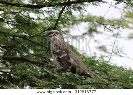 A Long Tailed Mockingbird, Mimus Longicaudatu, In A Tree