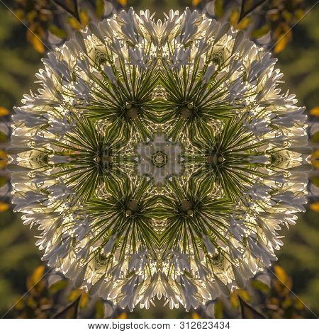 Dome Circular Shape Made From Reflecting White Flowers In Calfiornia