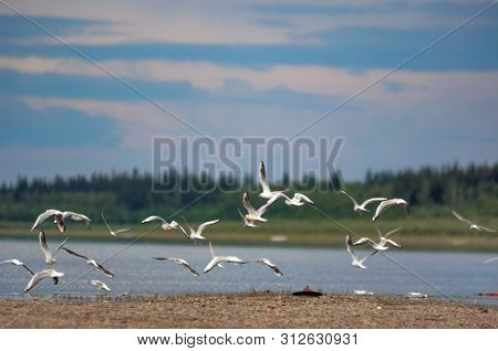 A Flock Of Northern White Gulls Flies Over The Stone Bank Of The Taiga River Viluy In Yakutia Agains