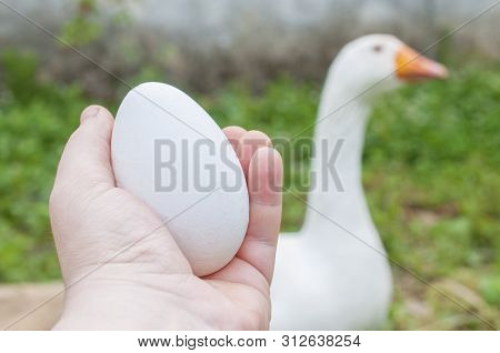 Man Holds A Big Egg In Front Of A Goose. A Goose Egg Is Equivalent To About Three Chicken Eggs
