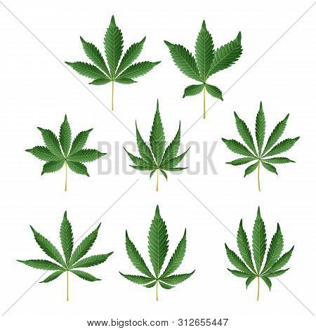 Marijuana Green Leaf . Medicinal Herbs Collection. Cannabis Sativa Or Cannabis Indica Illustration I
