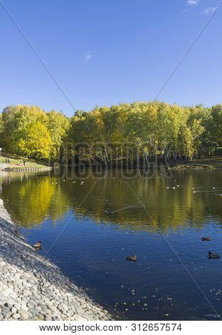 Beautiful Autumn Landscape - Trees With Bright Yellow Autumn Leaves On The Shore Of The Pond. Landsc
