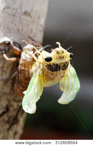 Macro Image Of A Newly Cicada Molting Process