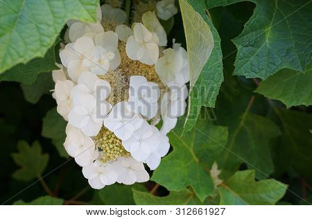 Delicate And Beautiful White Hydrangea Quercifolia Flowers Close Up. Also Known As Oakleaf Hydrangea