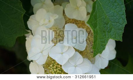 Delicate And Beautiful White Hydrangea Quercifolia Flowers Close Up. Also Known As Oakleaf Hydrangea