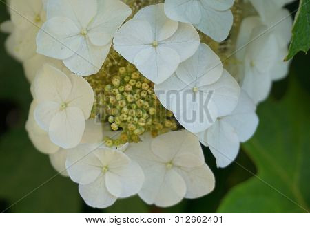 Delicate And Beautiful White Hydrangea Quercifolia Flowers Close Up. Also Known As Oakleaf Hydrangea