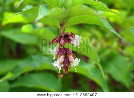 Himalayan Honeysuckle Showy And Bright Flowers And  Green Foliage. Other Names Leycesteria Formosa, 