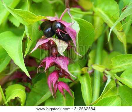 Himalayan Honeysuckle  Purple-black Berries And  Green Leaves. Other Names Leycesteria Formosa, Flow