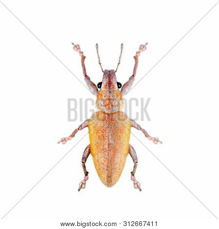 Image Of Leaf Eating Weevil (hypomeces Squamosus) Isolated On White Background. Insect. Animals.