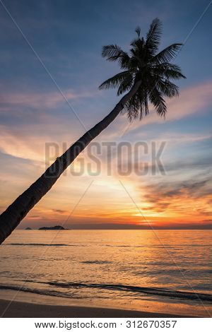 Palm trees and sunset sky background. Tropical holiday concept, copy space