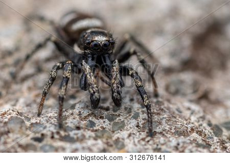Salticus Scenicus Jumping Spider Salticidae Zebra Male