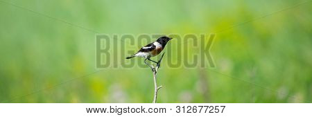 Common Stonechat Or Saxicola Torquata On Branch In Habitat.