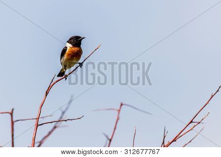 Common Stonechat Or Saxicola Torquata On Branch In Habitat.