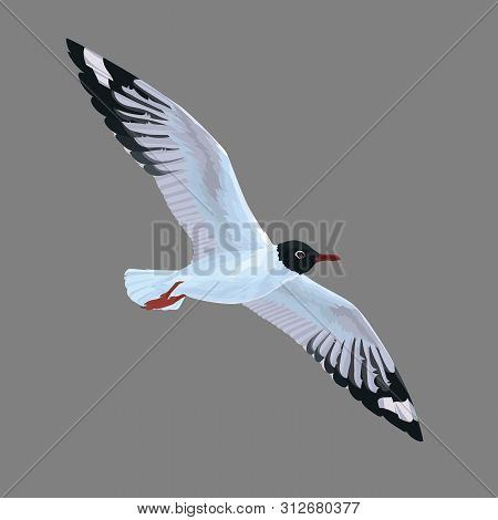 Realistic Bird Seagull Flying Isolated On A Grey Background. Vector.