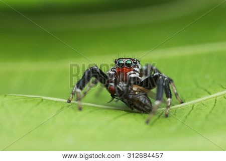 Jumping Spider And Prey On Green Leaf In Nature