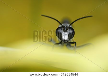 Digger Wasp On Yellow Leaf  In Nature Outdoor