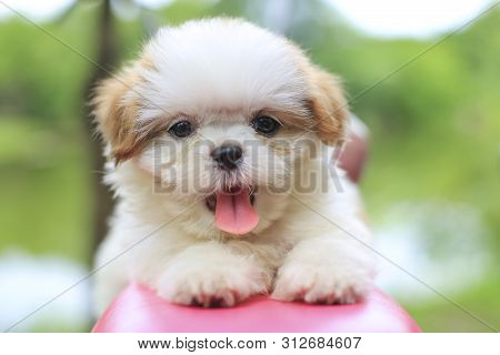 Closeup Cute Puppy With Green Tree Background