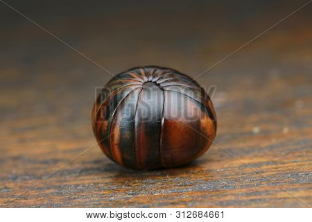 Millipede On Wood Background In Nature Outdoor