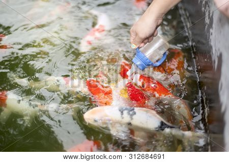 Woman Hand Feeding Colorful Carp Fish Outdoor