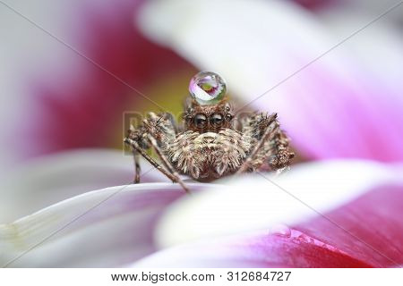 Jumping Spider And Water Drop On Pink Flower In Nature