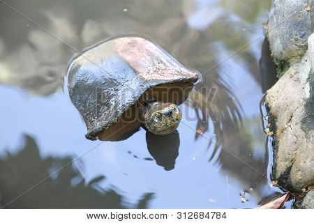 Turtle Swimming In Water In Nature Outdoor