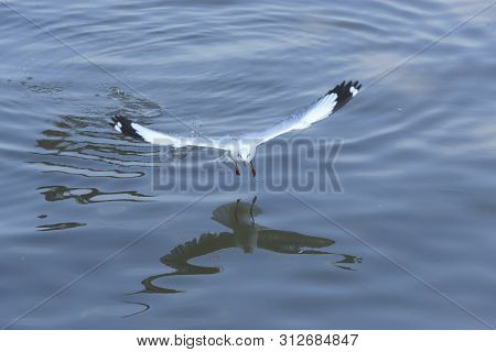 Top View Flying Seagulls In Ocean Outdoor