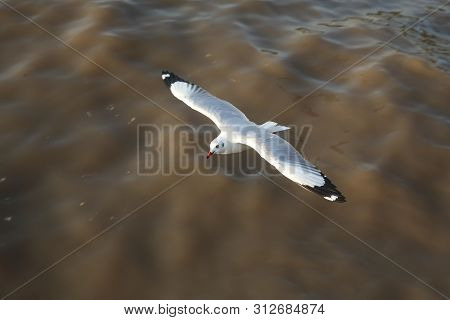 Top View Flying Seagulls In Ocean Outdoor
