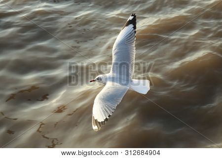 Top View Flying Seagulls In Ocean Outdoor