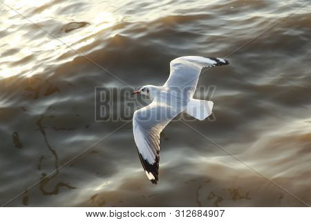 Top View Flying Seagulls In Ocean Outdoor