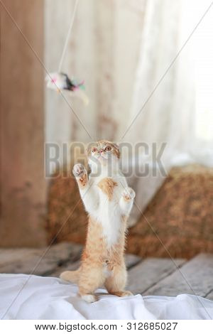 Orange And White Cute Cat Playing Toy On Floor
