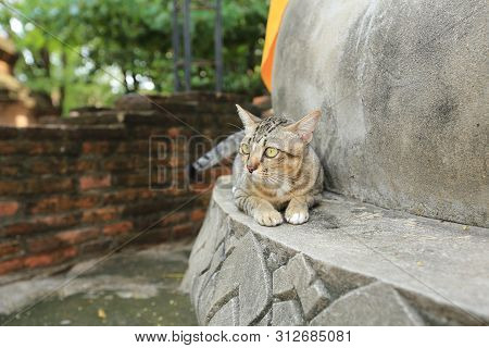 Gray Cat With Yellow Eyes In Temple