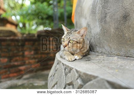 Gray Cat With Yellow Eyes In Temple