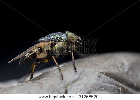 Close Up Fly In Nature Outdoor With Black Background