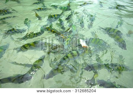 Feeding Damsel Fish In Tropical Sea Nature Outdoor