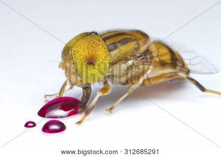 Flower Fly Eating Red Nectar On White Floor