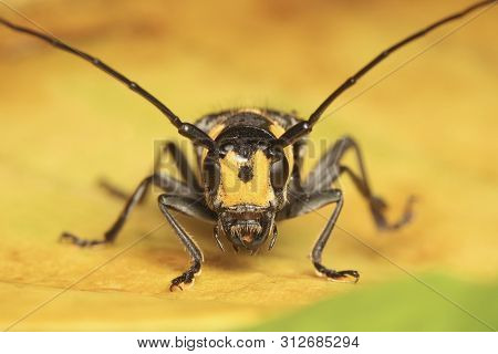 Long Horned Beetle On Yellow Leaf In Nature Outdoor