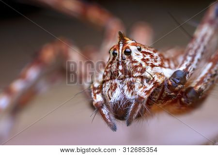 Lynx Spider On Green Leaf In Nature Outdoor