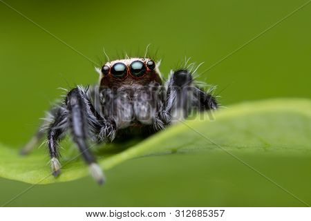 Jumping Spider On Green Leaf In Nature