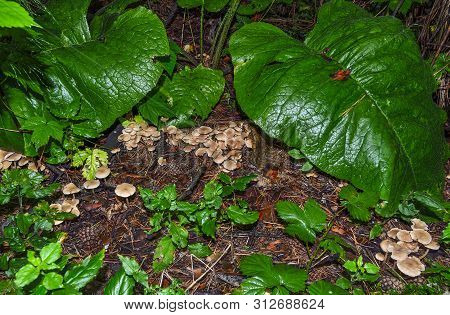 Inedible Toadstool Mushrooms Growing In A Pine Forest Around Circumference