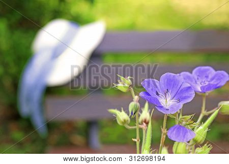 Tranquil Scene In A Park